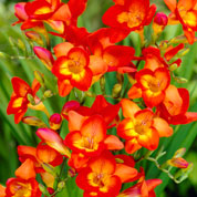 Freesia Single Red